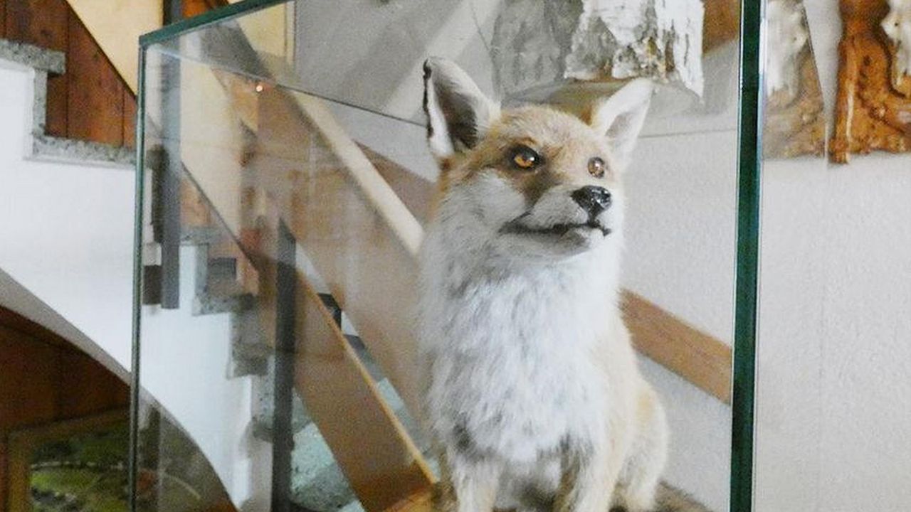 Eisfuchs Eisfuchs
